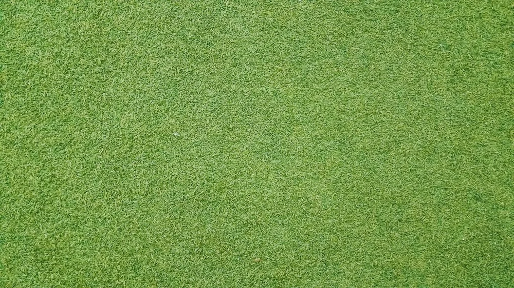 Understanding Buffalo Turf Varieties and Their Care