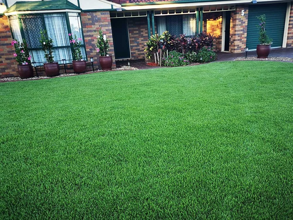 Empire Zoysia Maintenance: Year-Round Care Guide for Brisbane (2026)