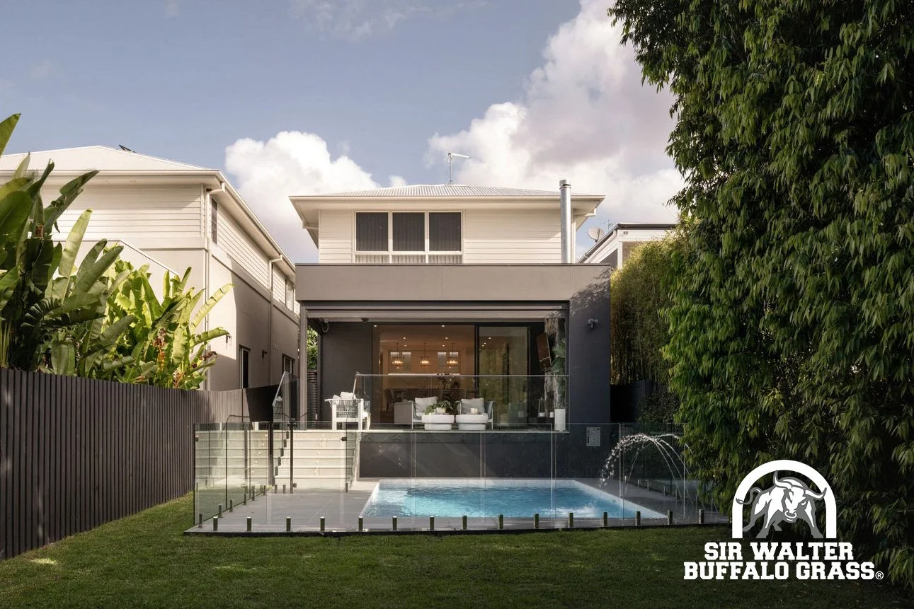 Sir Walter Buffalo Grass - Premium Lawn - High Shade Tolerance