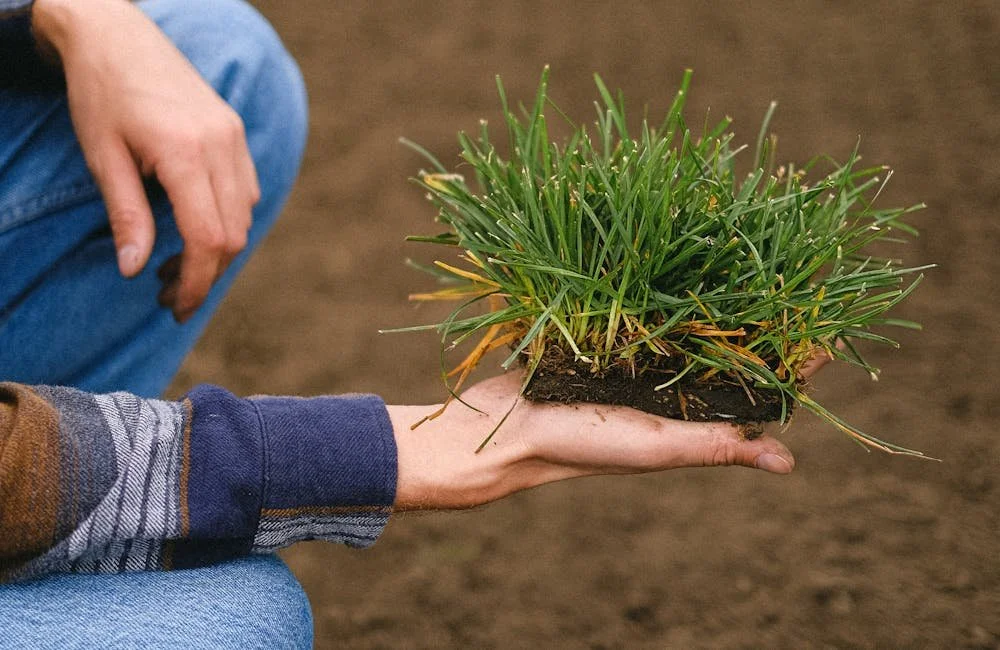 Selecting Grass Turf Suppliers for Quality and Service