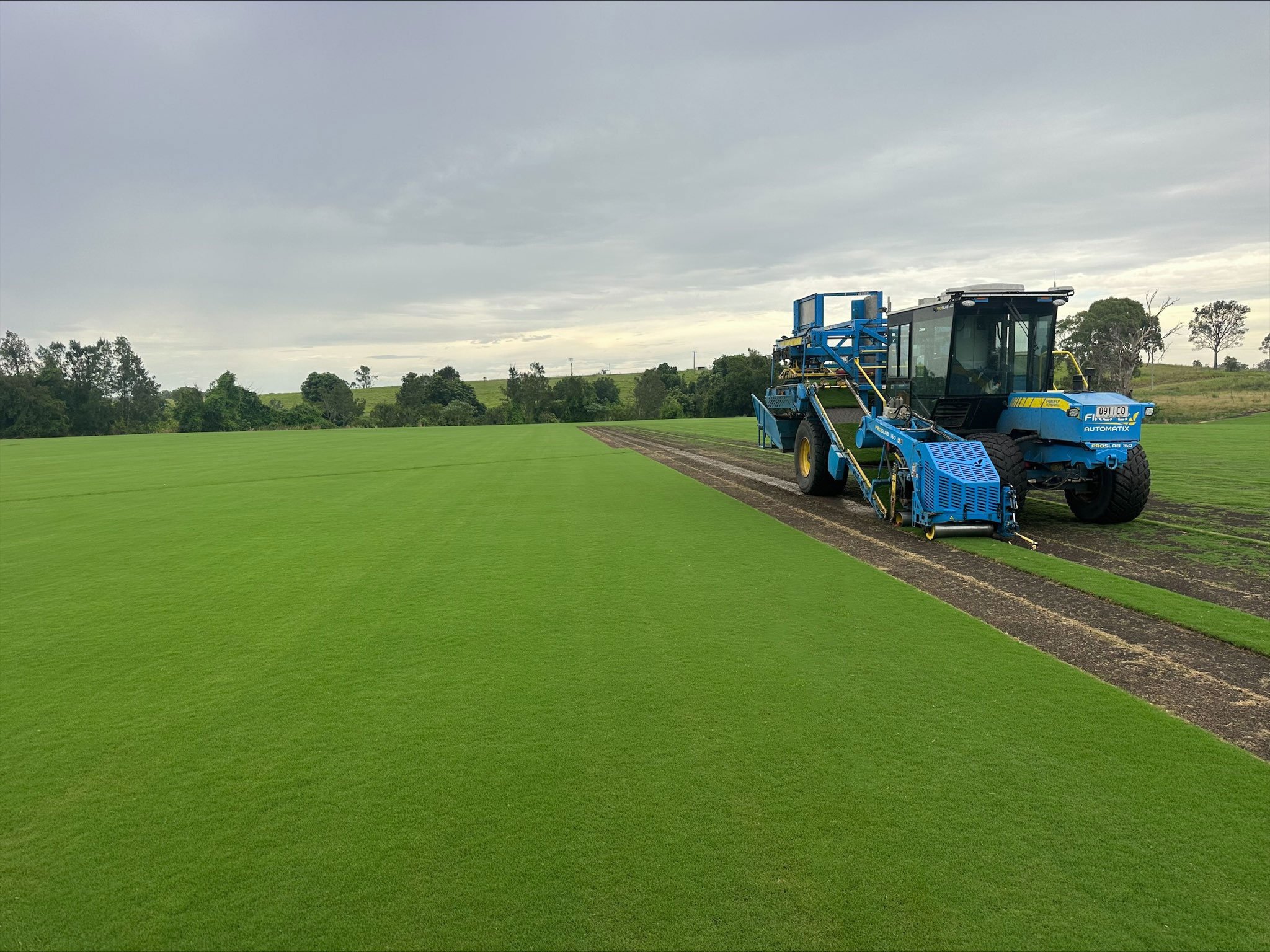 Year-Round Charm: The Enduring Appeal of IronCutter Hybrid Bermuda Grass