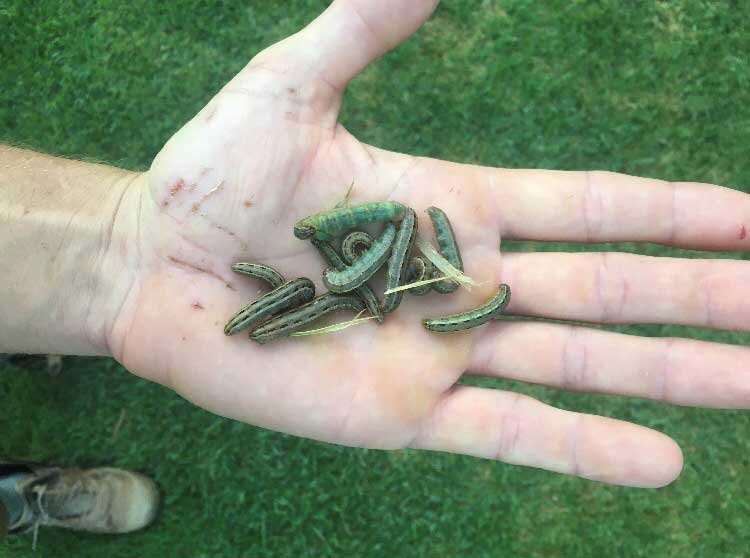 Signs of Lawn Grubs and What to Do About Them