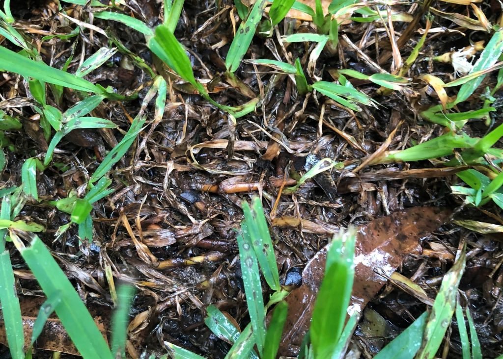 Common Turf Diseases and How to Combat Them