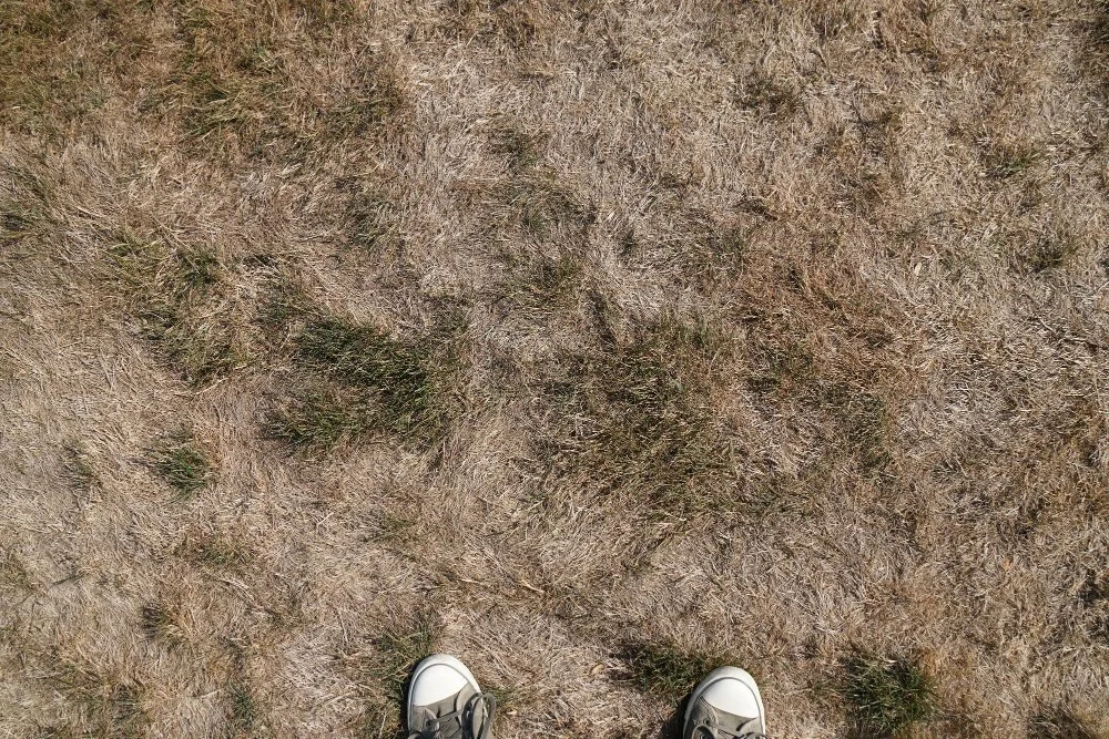Why Is My Grass Turning Brown? Common Problems and How to Fix Them