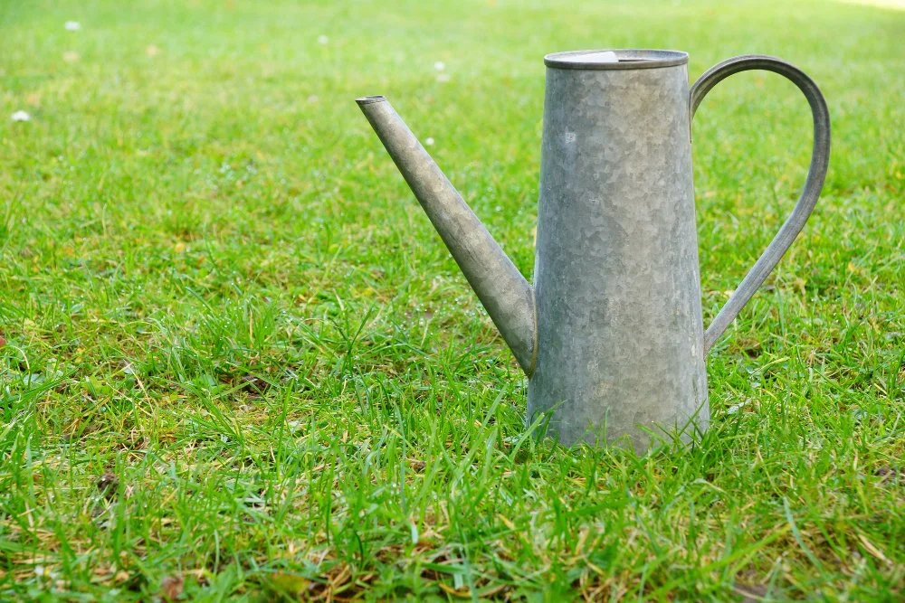 Beat the Heat: Watering and Fertilising Tips for February