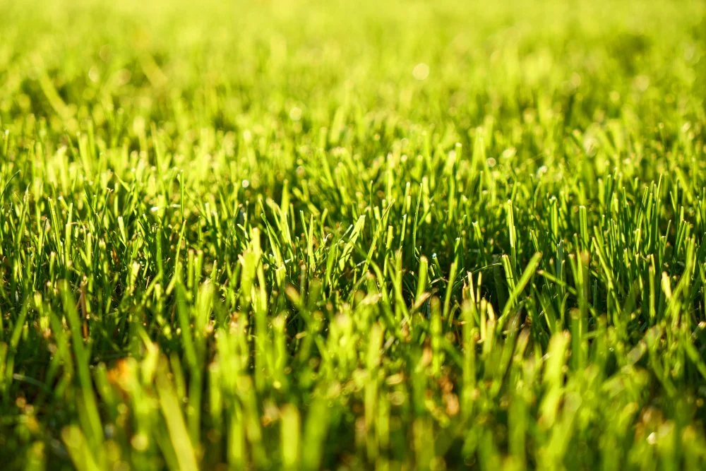 Why High-Quality Turf Makes All the Difference in Summer