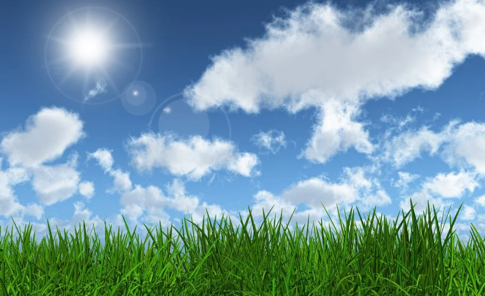 The Best Turf Varieties for Hot and Dry Conditions