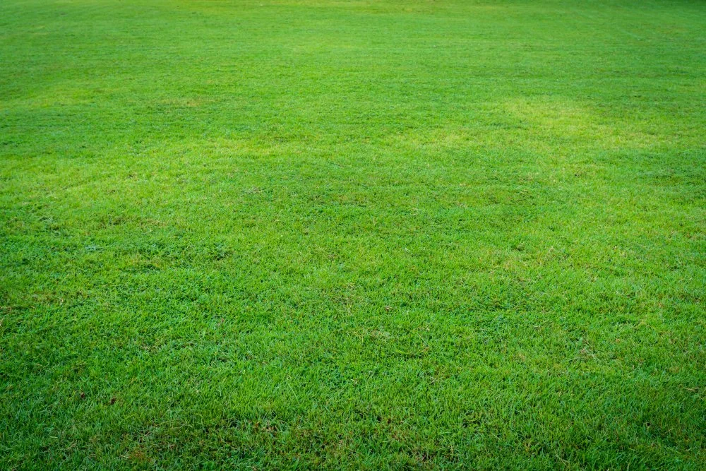Mow-Tivation: The Secret to a Lush Lawn Before Winter