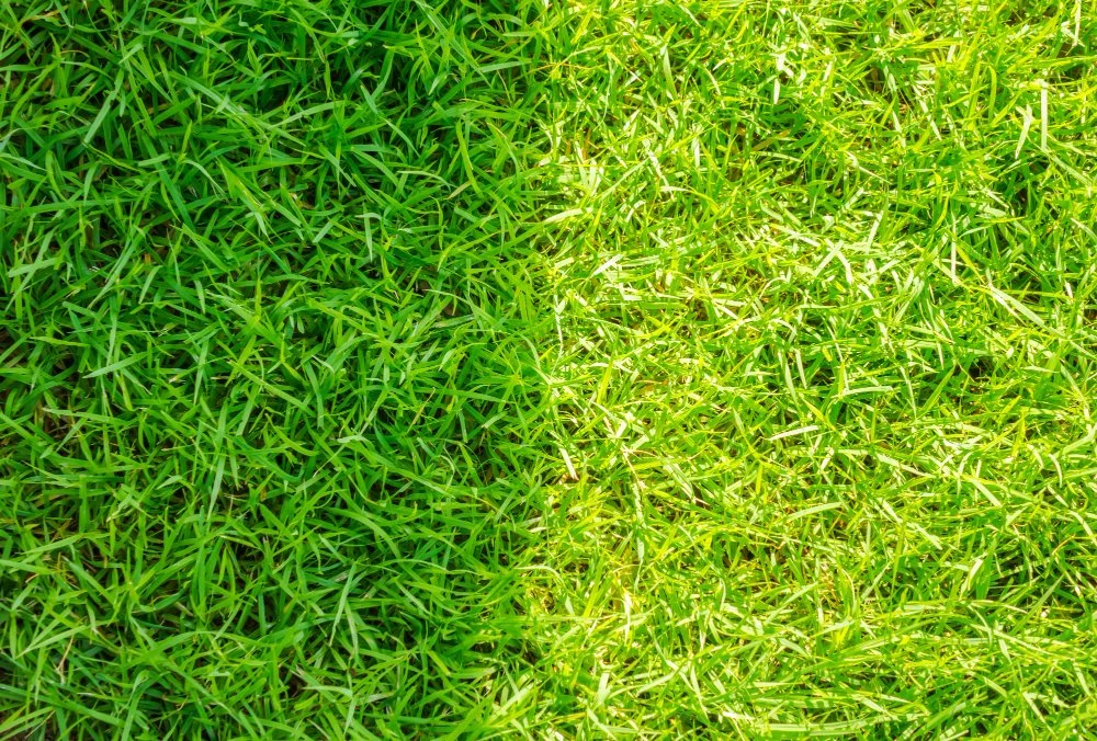 Choosing the Best Turf for Public Spaces with Less Sunlight
