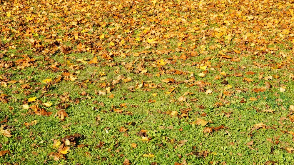 Why Autumn Is the Best Season to Establish a Strong Lawn