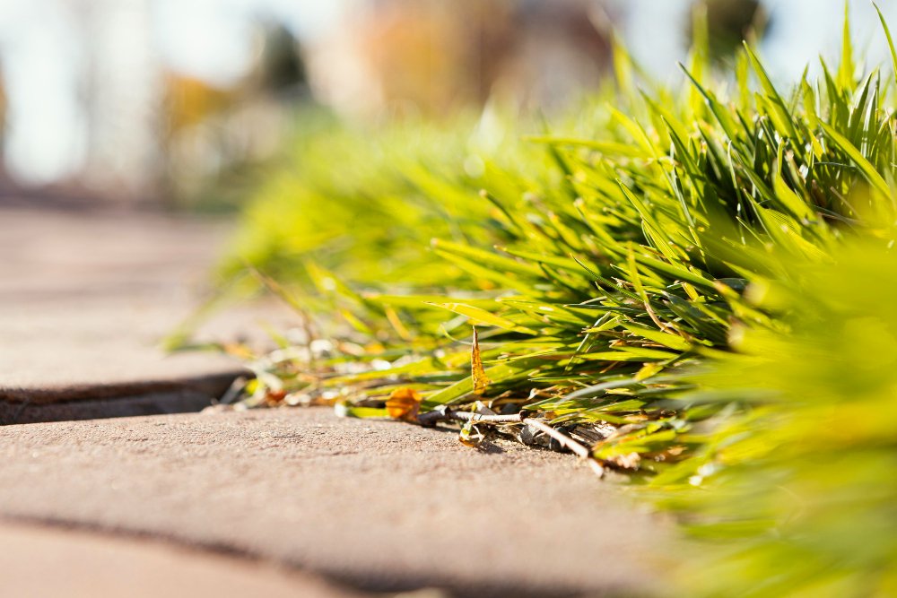 How to Control Weeds in Your Lawn this Autumn