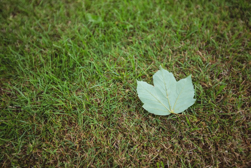 Weed It and Reap: The Best Autumn Weed Control Strategies