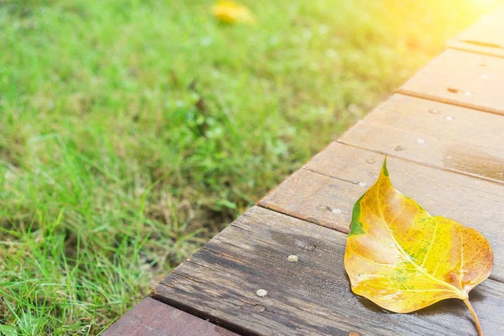 Revitalising Your Lawn This Autumn: Key Steps to a Healthier Turf