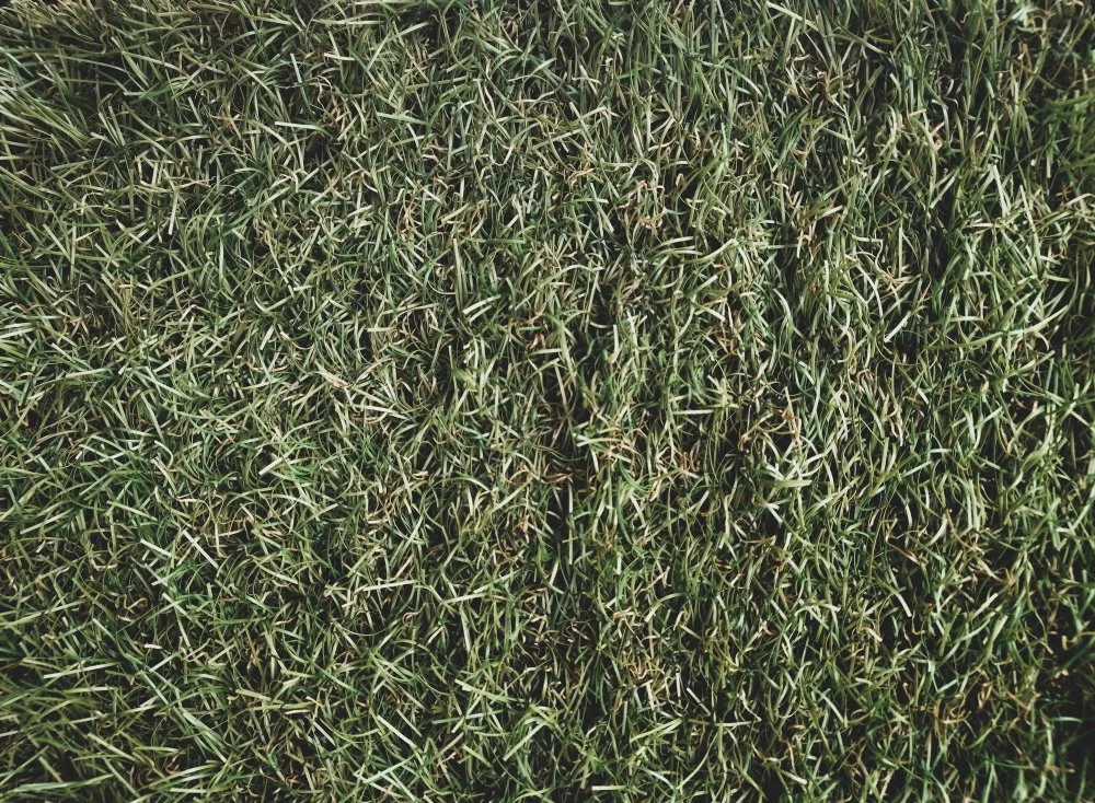 Is Your Turf Ready for Winter? Essential Maintenance Tips