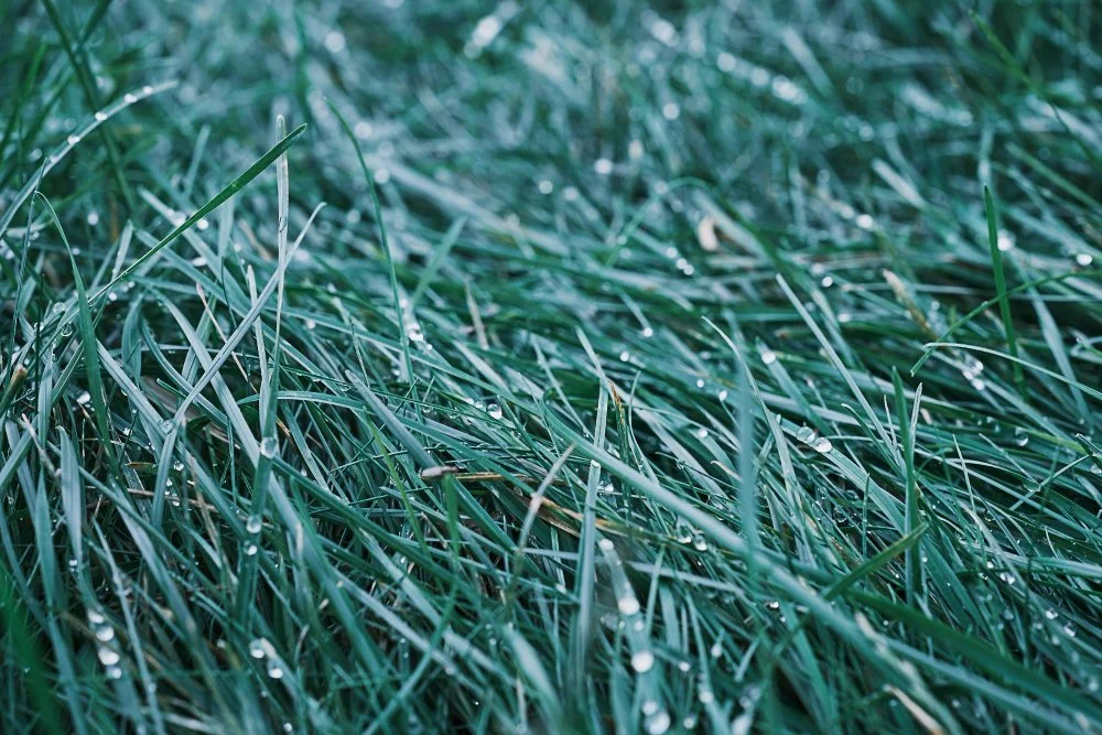 Frost Fighters: How to Keep Your Lawn Resilient in Cold Weather