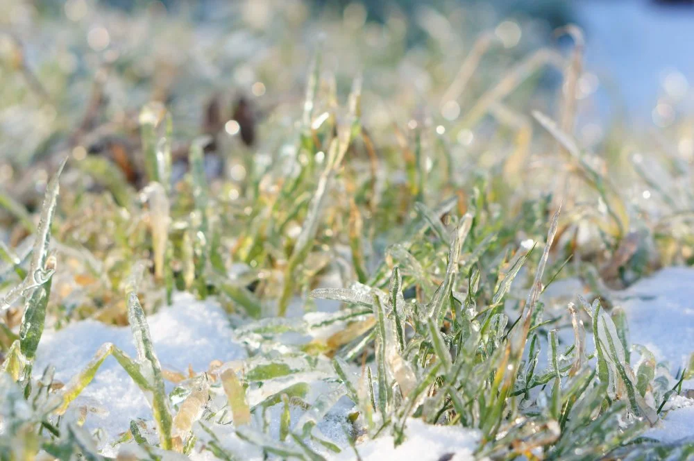 The Great Lawn Slowdown: What to Expect During Winter Rest