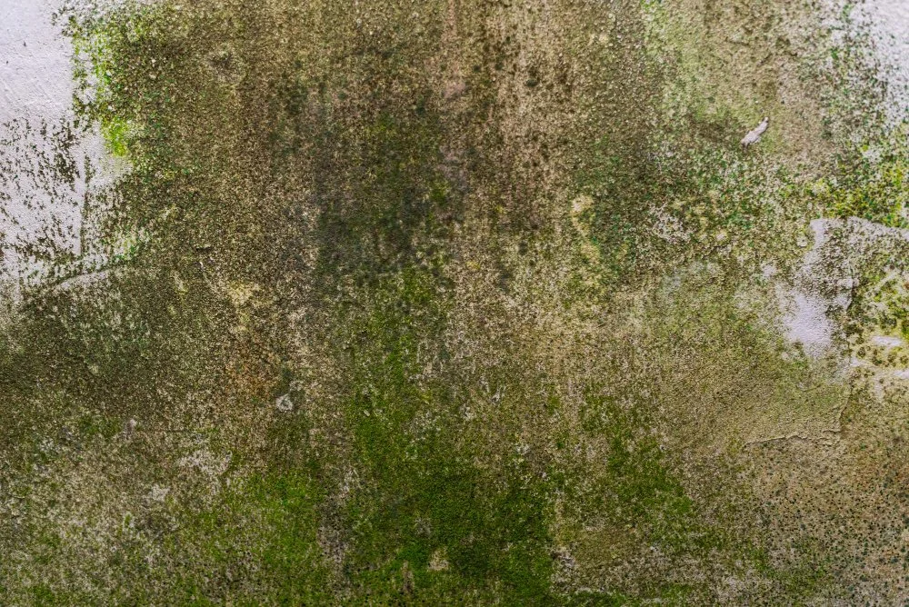 Reviving Winter-Worn Lawns: Essential Tips for a Strong Start to Spring