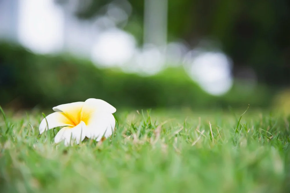 Spring Has Sprung, Now Let’s Get Your Lawn Looking Young!