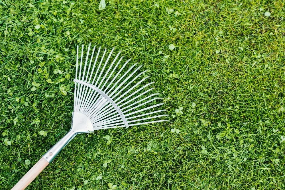 Mummy-Wrapped Roots? The Truth About Thatch Build-Up and How to Remove It