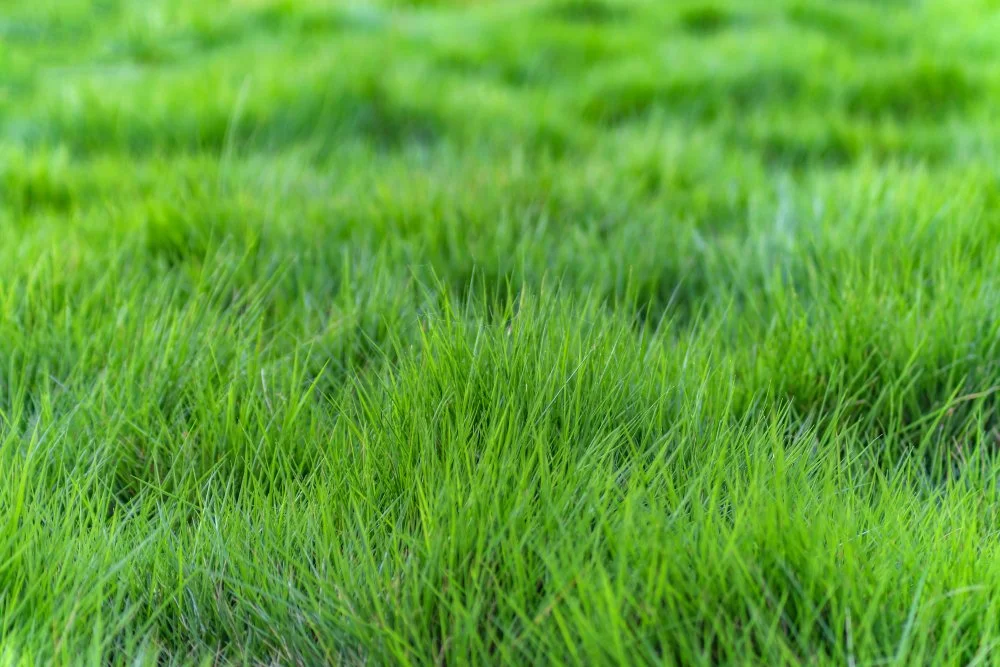 The Naughty List: 8 Common Lawn Mistakes to Avoid This Holiday Season