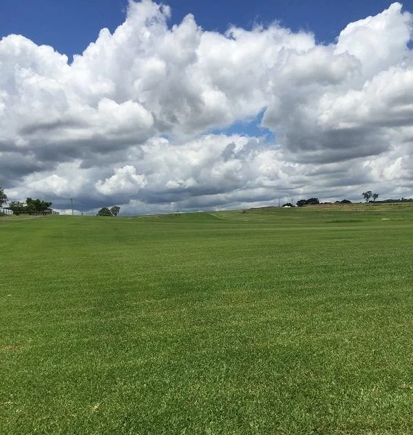 Why have a brown lawn during summer when you can have Sir Walter Buffalo?