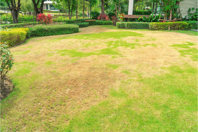 Prepare Your Lawn for Possible Drought