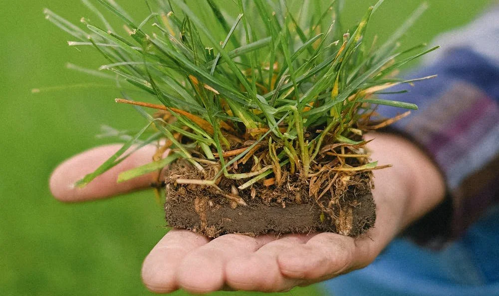 What Is and Isn't Thatch?