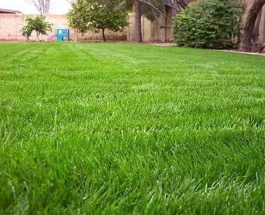 Turf Grass Made For the Shade