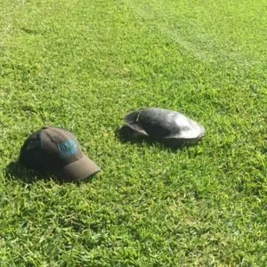 Turtle-2