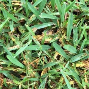 Grey Leaf Spot