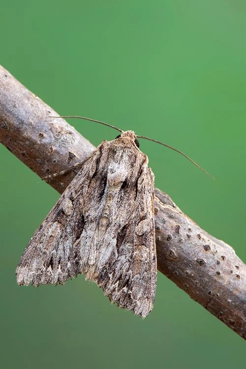 Lawn Grub Army Worm-Moth