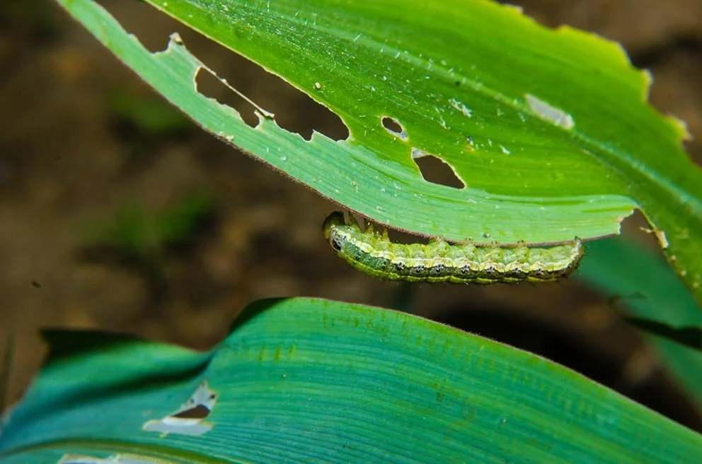 Army worm lawn Grub