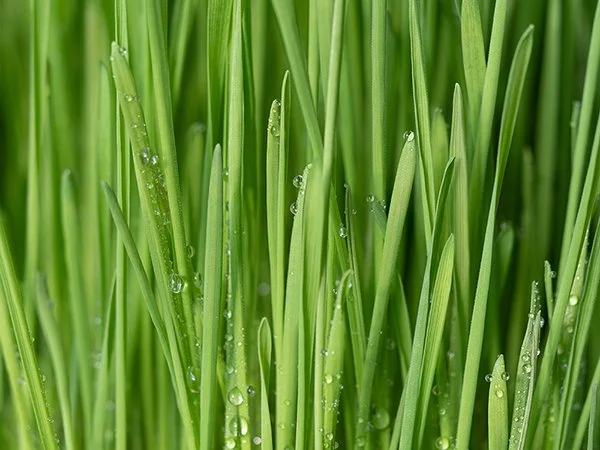 Turf reduces erosion of soil from water