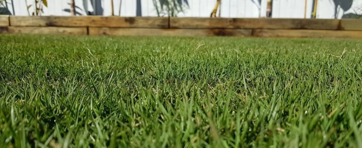 Augusta Zoysia - Image 2