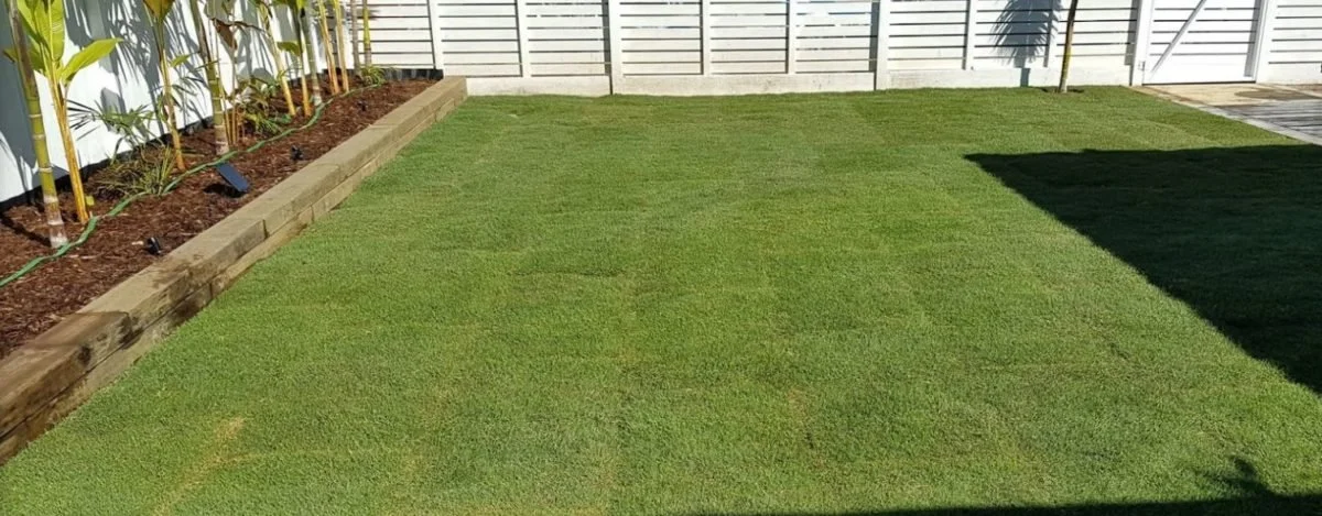Augusta Zoysia - Image 3