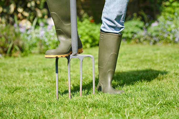 Lawn Aeration with Garden Fork
