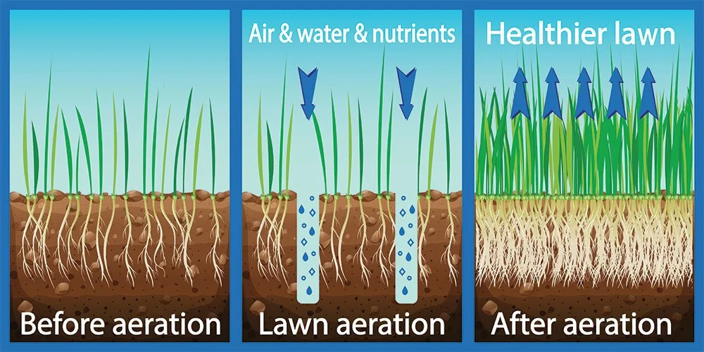 Lawn Turf Aeration Graphic