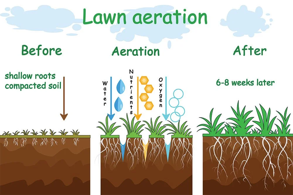 Lawn Aeration Graphic Image 3