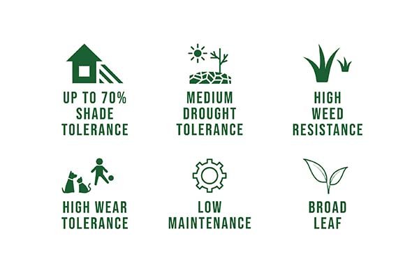 Prestige Buffalo has amazing features, its the next generation buffalo lawn.