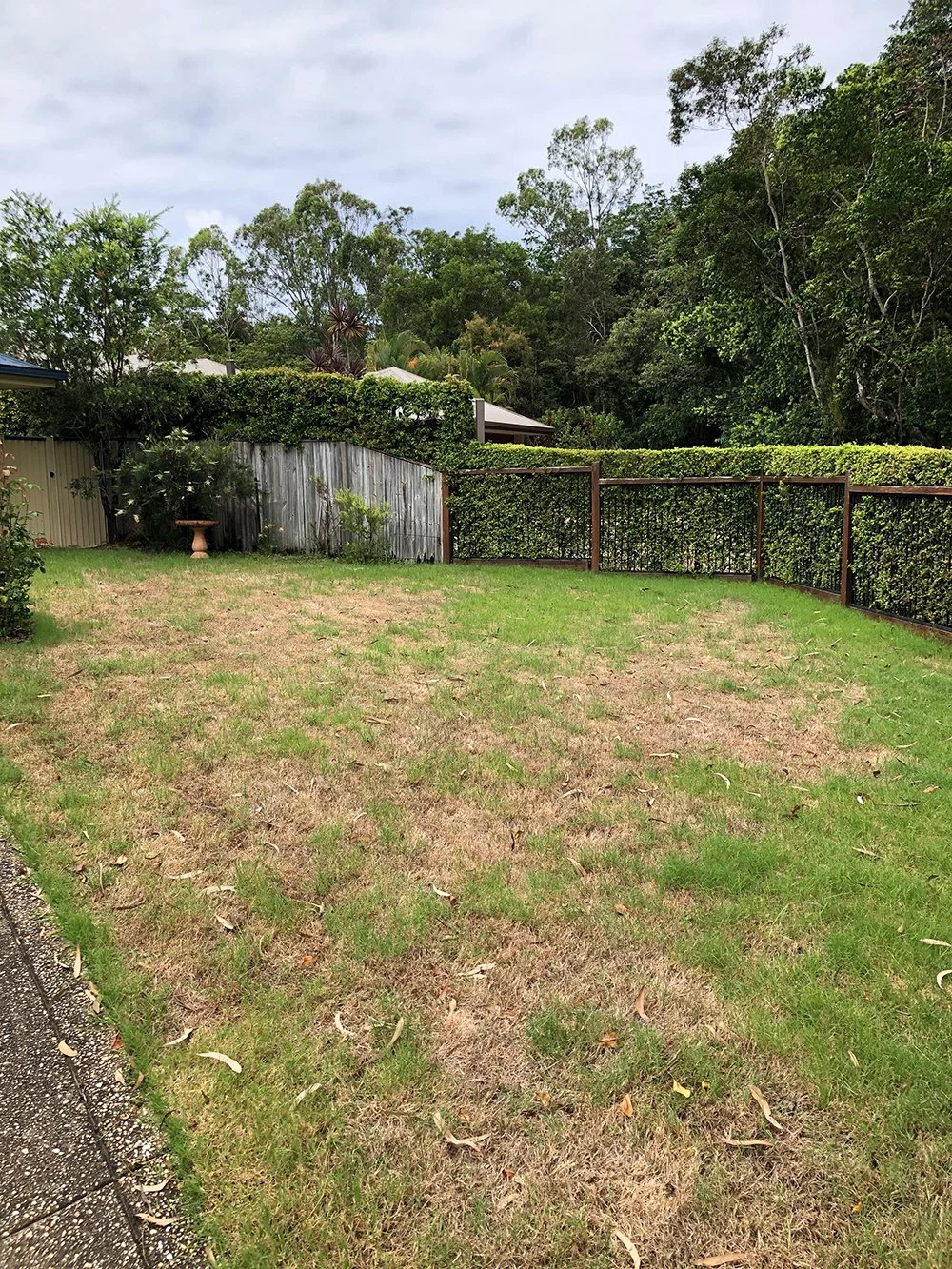 Army Worm Lawn Grub Damage