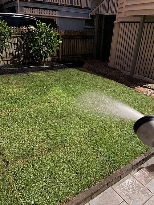 Nara Native Zoysia turf just been laid in Coorparoo - Image 2