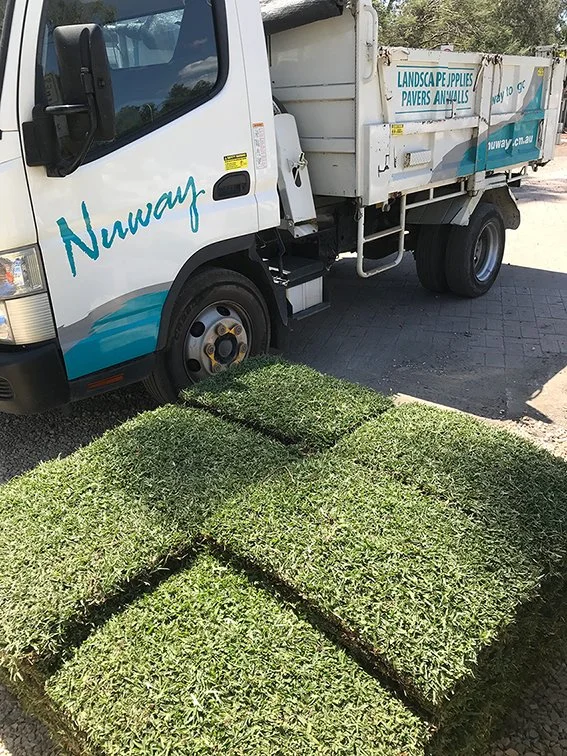 Sir Walter Buffalo Grass Lawn Block at Nuway Landscape Supplies