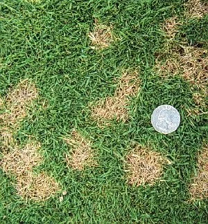 Dollar Spot