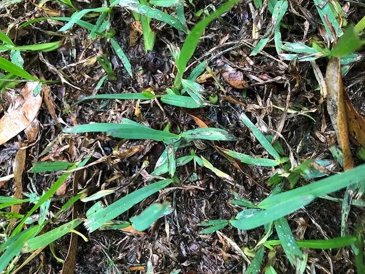Fight the Fungus – Grey leaf Spot