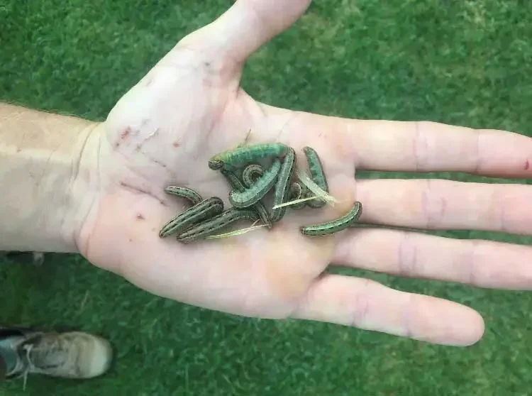 Lawn Grubs &amp; Pests