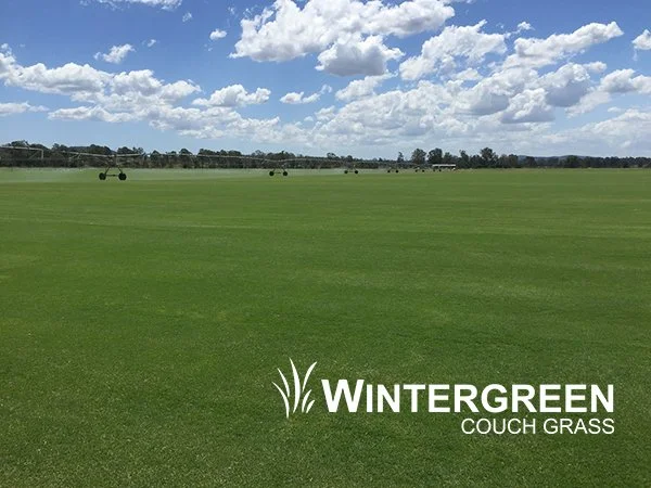 Wintergreen Couch Grass: The Ultimate Lawn for Brisbane?