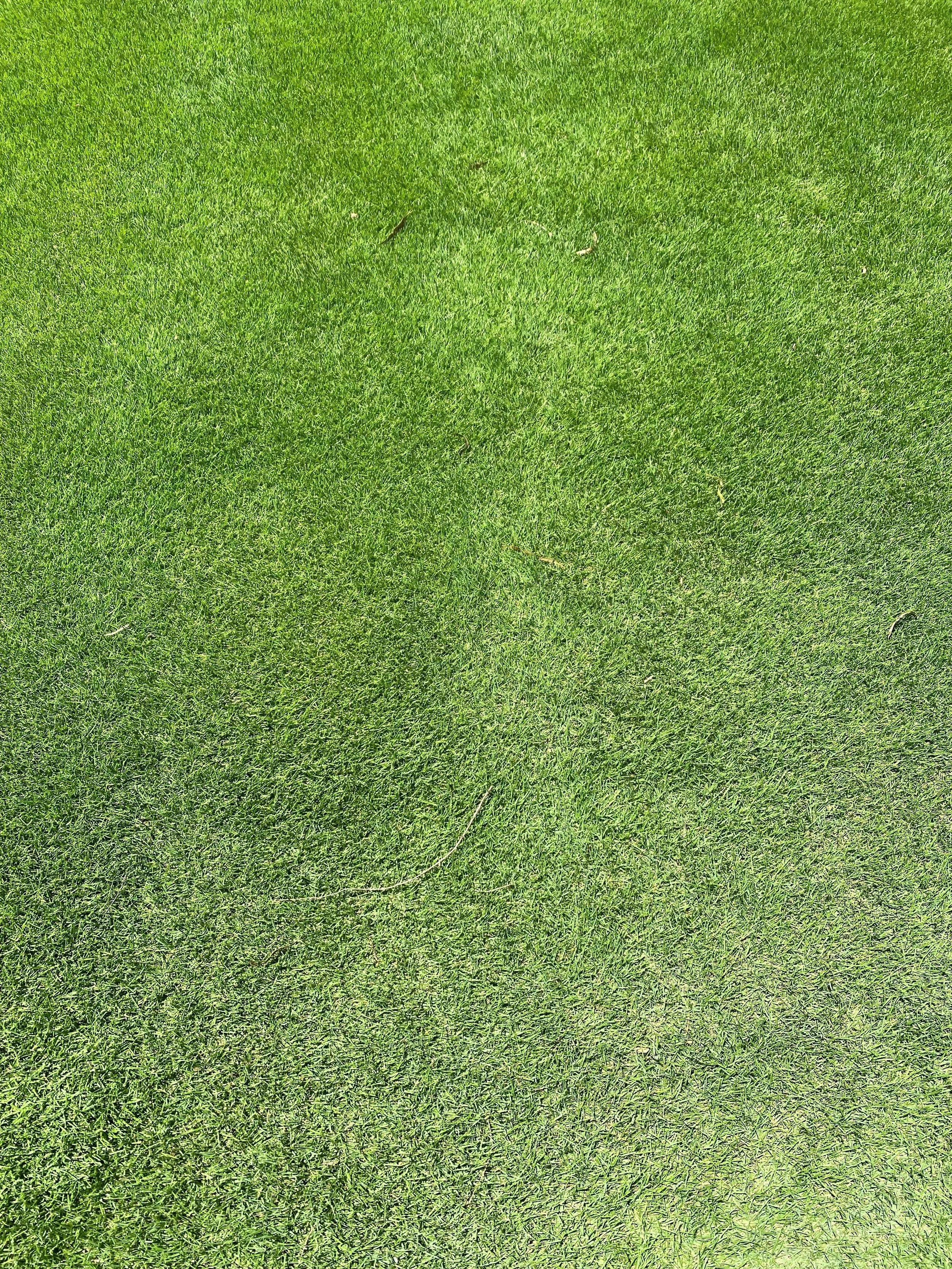 Augusta Zoysia Turf at Australian Lawn Concepts Turf farm 2.jpg