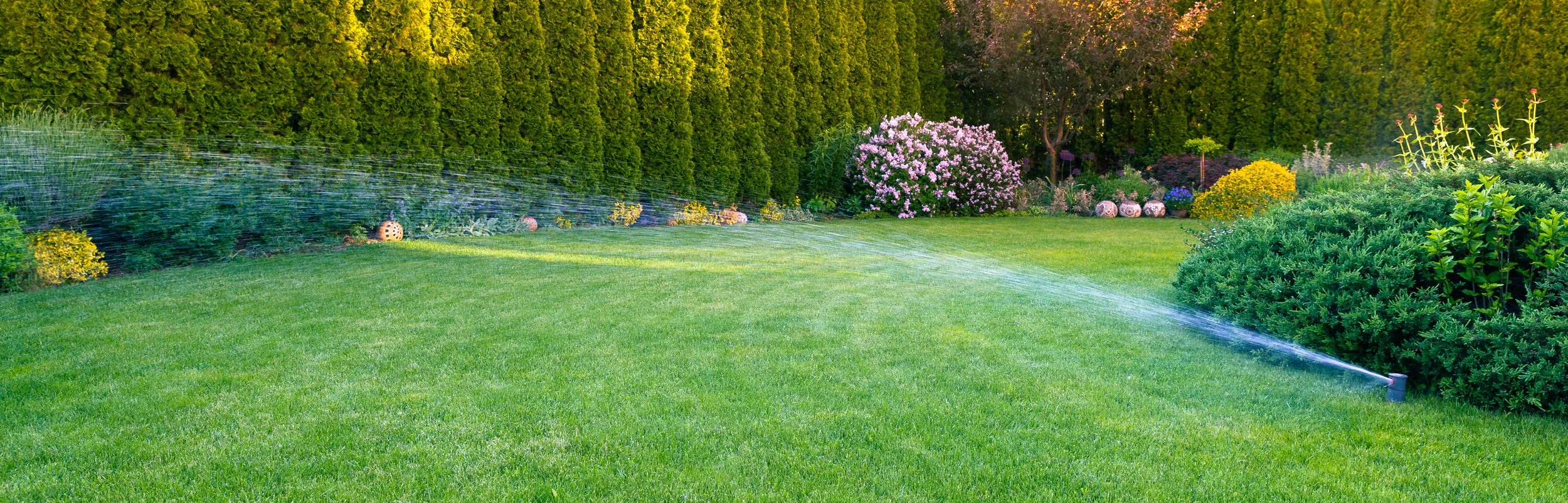 A lush green backyard lawn being watered by a sprinkler with garden bushes and trees along a tall hedge in the background.