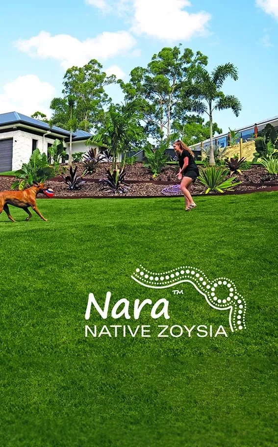 Nara Native Zoysia