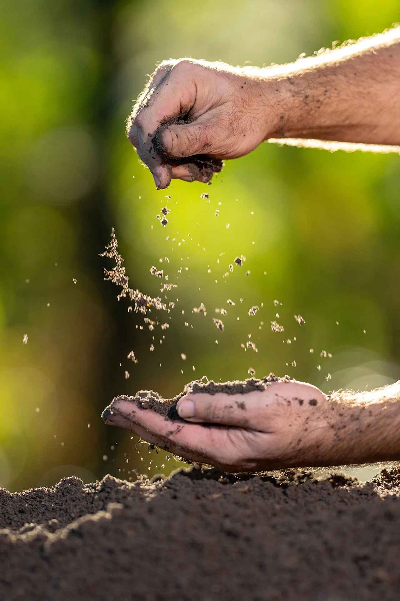 Hands covered in soil scooping dirt in an outdoor setting with blurred green background.